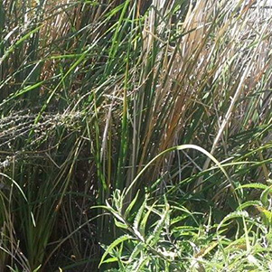 cattails