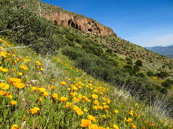 poppies