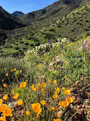 poppies