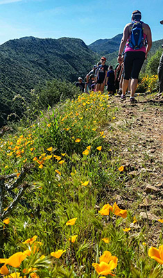 poppies