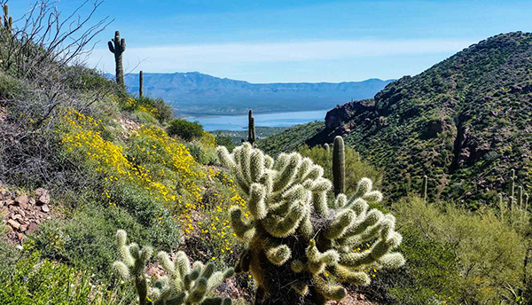 cholla