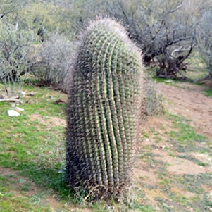 cactus