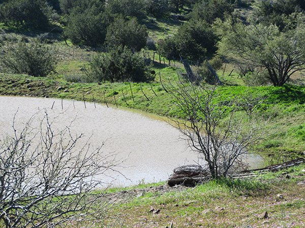 pond