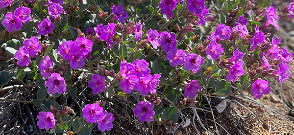 purple