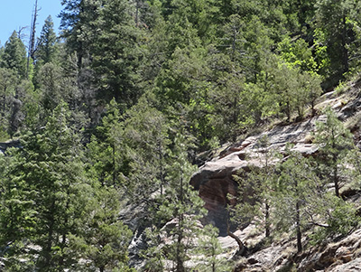 Ponderosa_rock