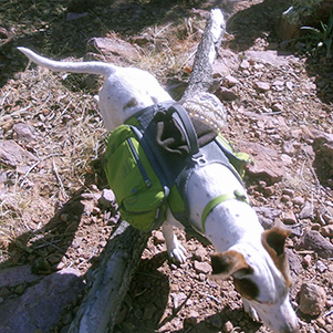p24