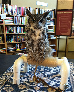 owl