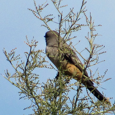 bird