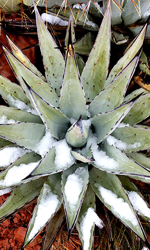 Agave_Snow_Lin