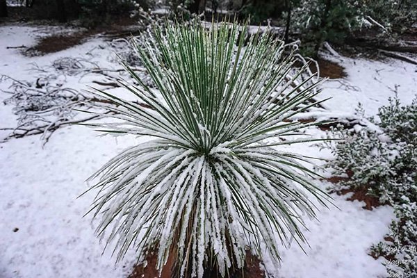 Yucca_Wayne