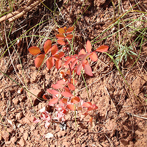 leaves