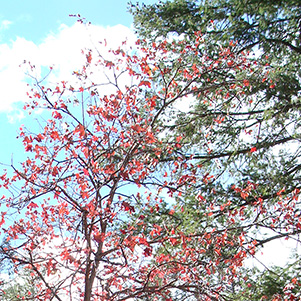 leaves