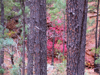 red maple