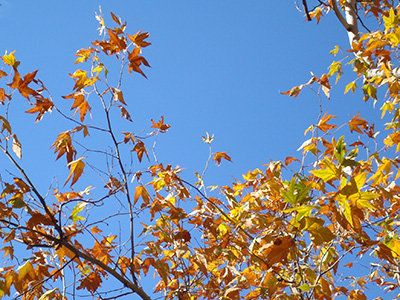 leaves