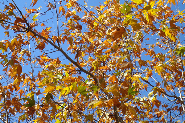 leaves