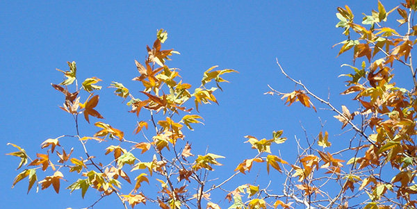 leaves