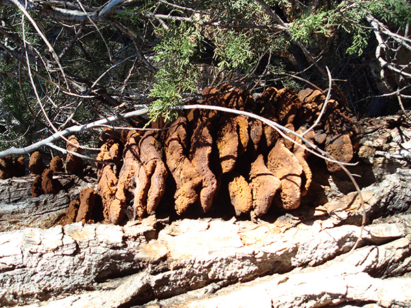 fungus