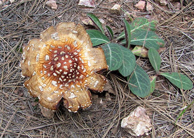 mushroom