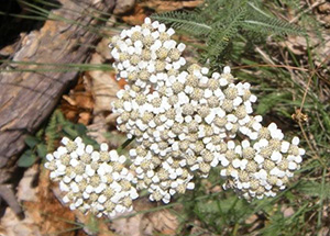 DSCN6215_AK