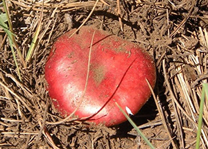 Mushroom_AK