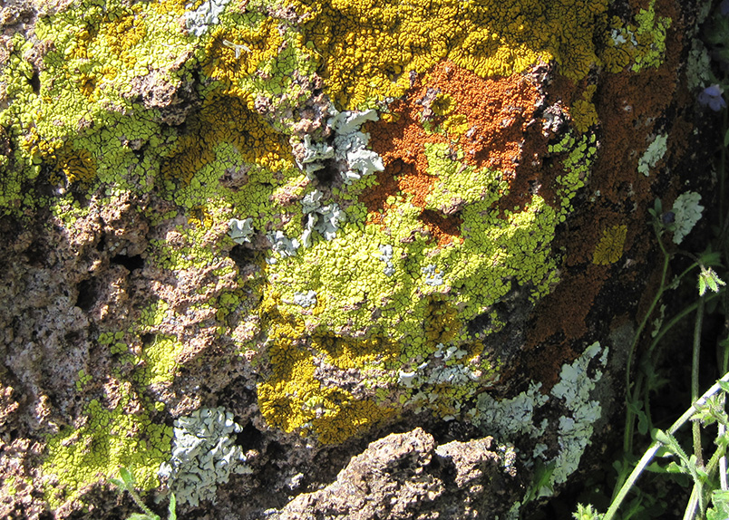 lichen