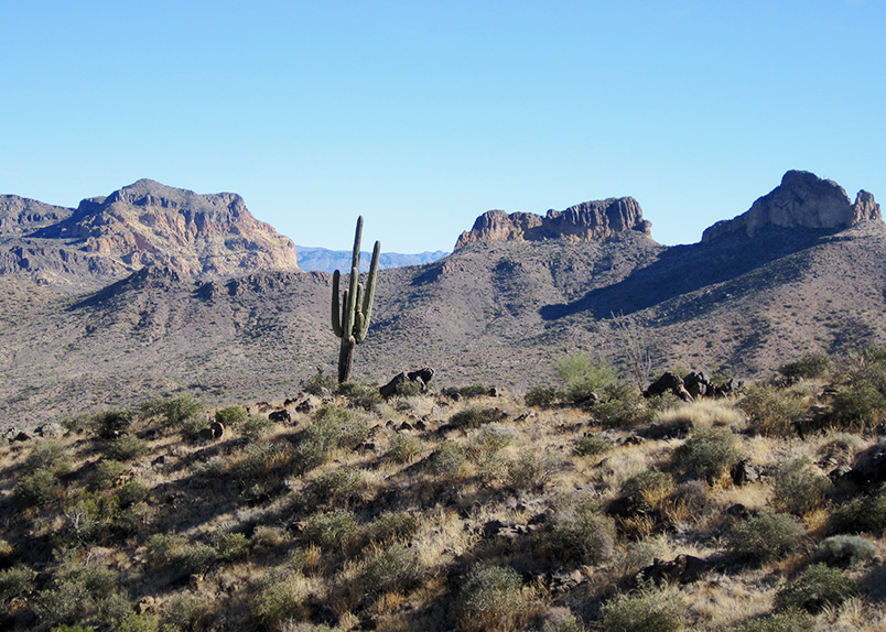 saguaro