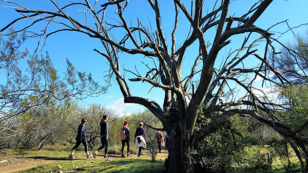 tree
