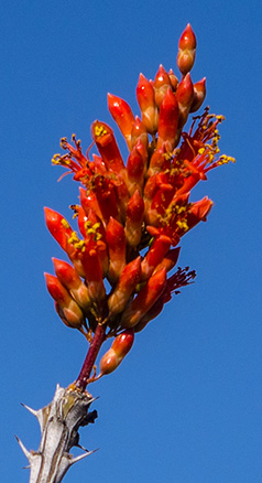 ocotillo