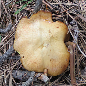 mushroom