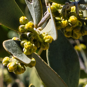 buds