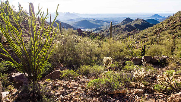 ocotillo