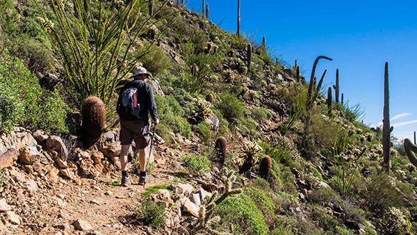 saguaro