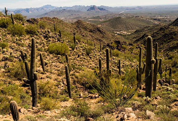 cacti