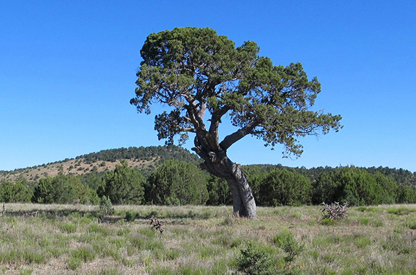 tree