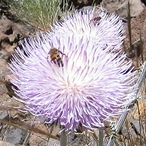 bugs