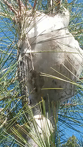 tent
