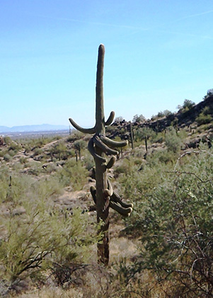 saguaro