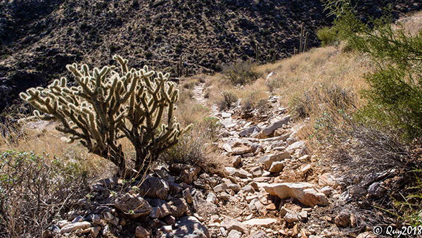 cholla