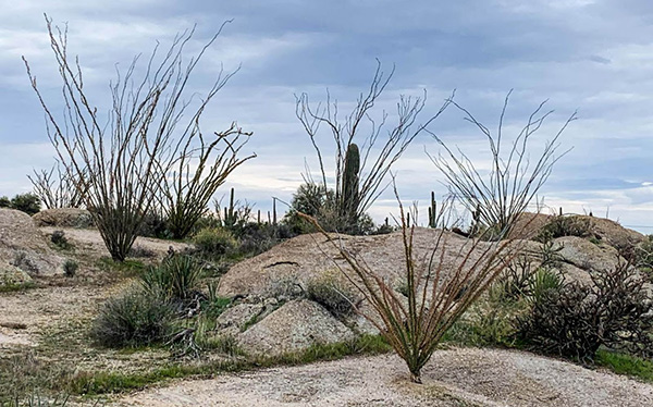 ocotillo