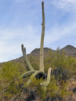 saguaro
