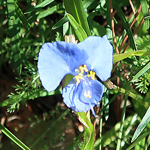 blue
