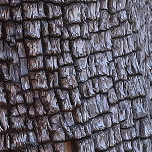 bark