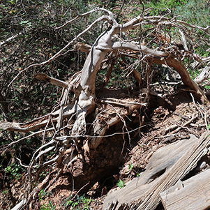 roots