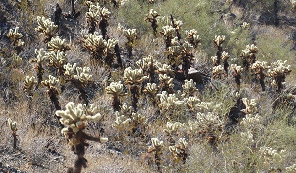 cholla
