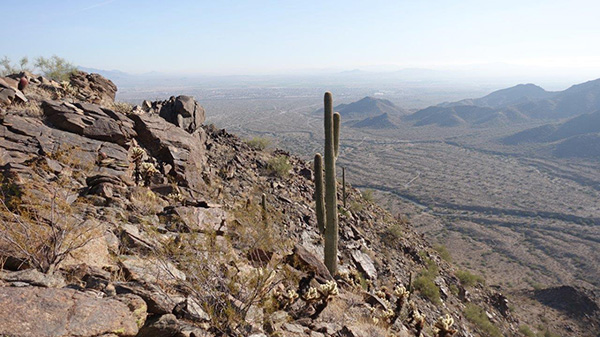 saguaro