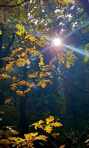 sun