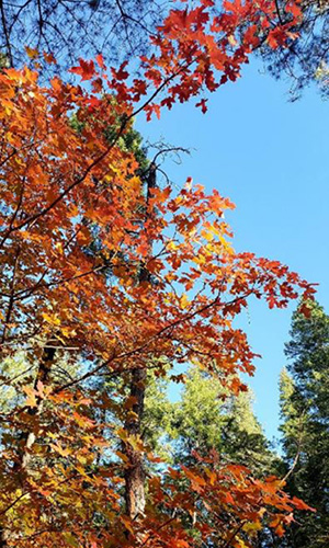 tree