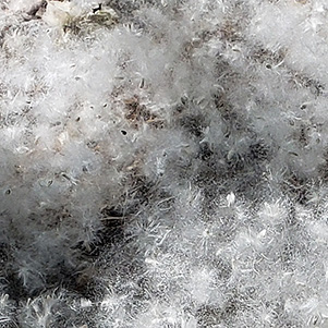 cotton