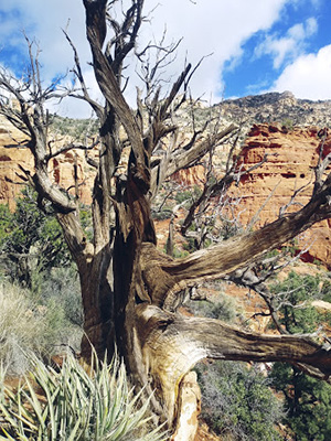 tree