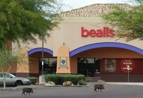 javalina